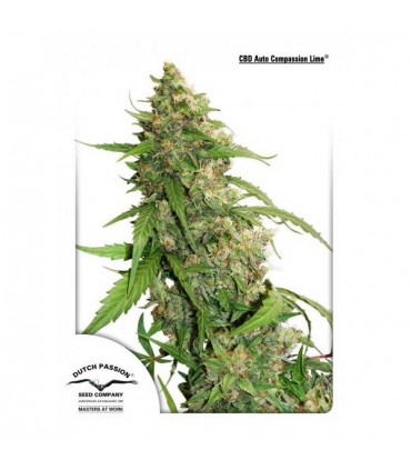 Auto Compassion Lime CBD  3 u. fem. Dutch Passion