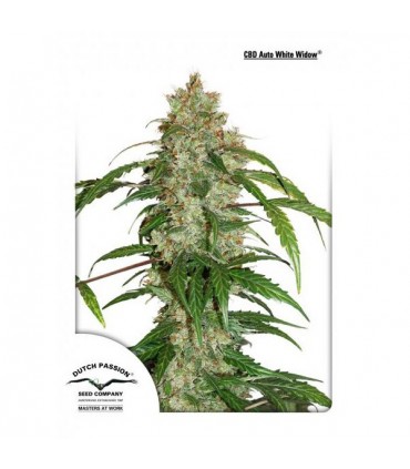 Auto White Widow CBD  7 u. fem. Dutch Passion
