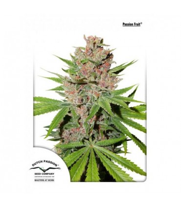 Passion Fruit  3 u. fem. Dutch Passion
