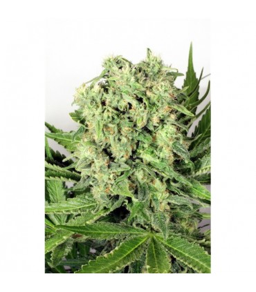 Dutch Cheese fem. Dutch Passion