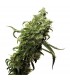 Dark Delight 10 u. fem. Dutch Passion