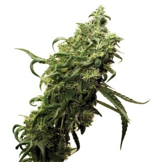 Dark Delight 10 u. fem. Dutch Passion