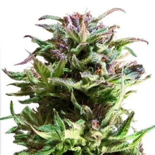 Forest Dream 10 u. fem. Dutch Passion