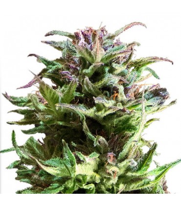 Forest Dream 10 u. fem. Dutch Passion