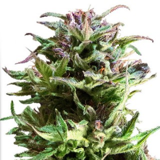 Forest Dream  5 u. fem. Dutch Passion