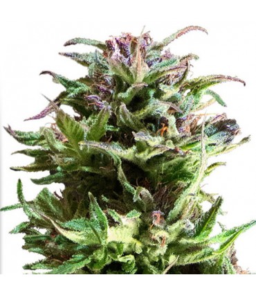 Forest Dream  5 u. fem. Dutch Passion