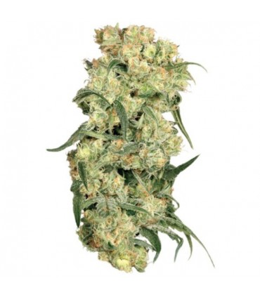 Freddy´s Best fem. Dutch Passion