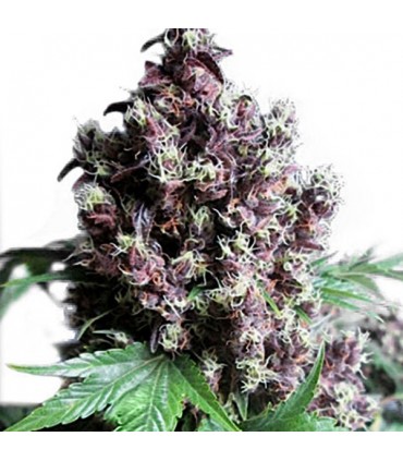 Frisian Duck  3 u. fem. Dutch Passion