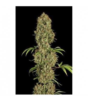 Jorge's Diamond 3 u. fem. Dutch Passion