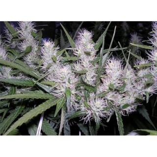 Masterkush fem. Dutch Passion