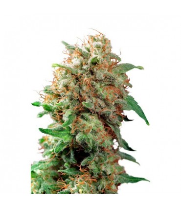 Mazar  3 u. fem. Dutch Passion