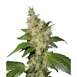 Night Queen  5 sem fem. Dutch Passion