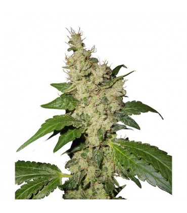 Night Queen  5 sem fem. Dutch Passion