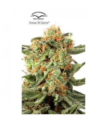 Orange Hill Special 10 u. fem. Dutch Passion