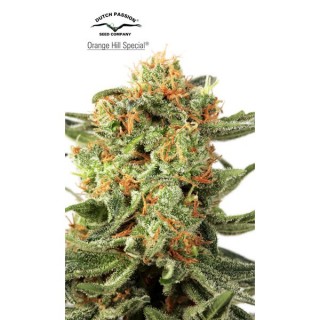 Orange Hill Special  3 u. fem. Dutch Passion