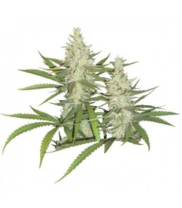 OutLaw 10 u. fem. Dutch Passion