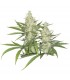 OutLaw  5 u. fem. Dutch Passion