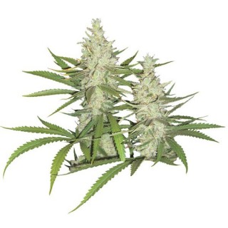 OutLaw  5 u. fem. Dutch Passion