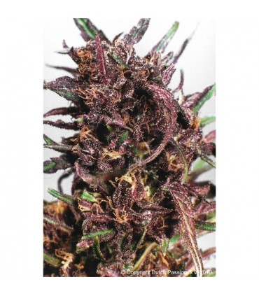 Purple N1 -  3 u. fem. Dutch Passion