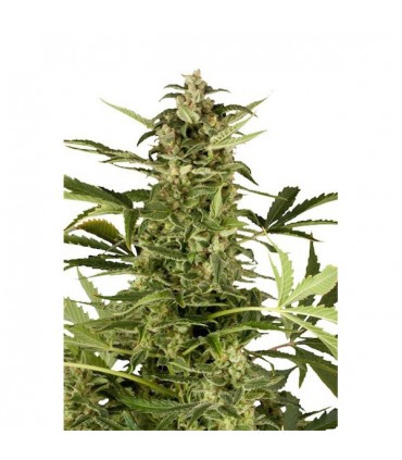 Auto Polarlight N2 - 7 u. fem. Dutch Passion