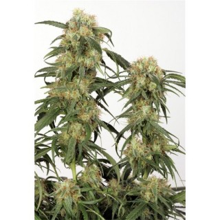 Pamir Gold fem. Dutch Passion