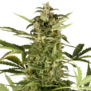 Auto Polarlight N3 - fem. Dutch Passion