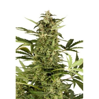 Auto Polarlight N2 - fem. Dutch Passion