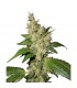Night Queen fem. Dutch Passion