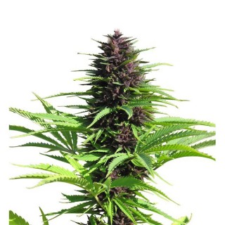 Shaman fem. Dutch Passion