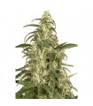 Skunk N11 - fem. Dutch Passion