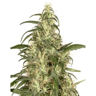 Skunk N11 - 25 u. fem. Dutch Passion