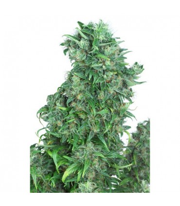 Auto Think Different 7 u. fem. Dutch Passion