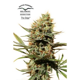 The Edge 10 u. fem. Dutch Passion
