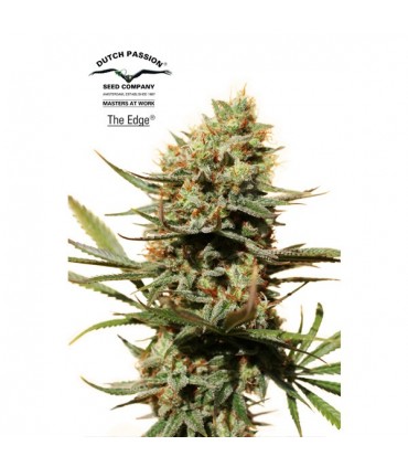 The Edge  5 u. fem.Dutch Passion