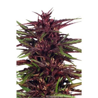 Twilight fem. Dutch Passion