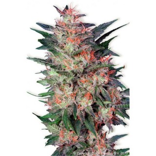 White Widow  3 u. fem. Dutch Passion