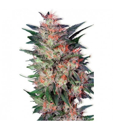 White Widow  3 u. fem. Dutch Passion
