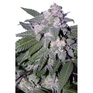 Autoblue 5 u. fem. Seedmakers