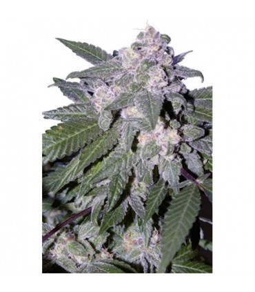 Autoblue 5 u. fem. Seedmakers