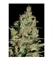 Auto Critical 5 u. fem. Seedmakers