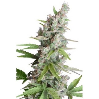 Ak Auto 5 u. fem. Seedmakers