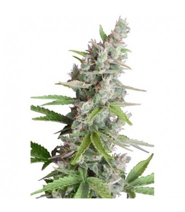 Ak Auto 5 u. fem. Seedmakers