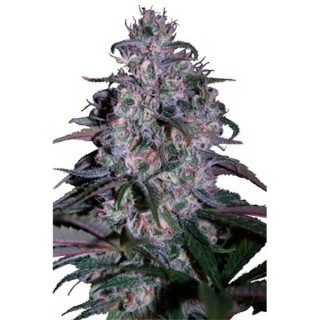 Alakazam 5 u. fem. Seedmakers