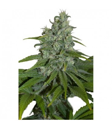 Auto Max 5 u. fem. Seedmakers