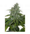 Auto Max 5 u. fem. Seedmakers