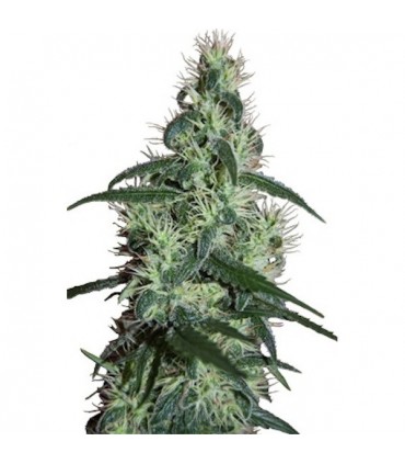 Blizzard 5 u. fem. Seedmakers