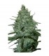 Critical 5 u. fem. Seedmakers