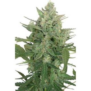 Low Dwarf 5 u. fem. Seedmakers