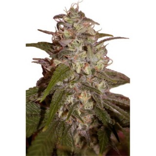 Orange Light 5 u. fem. Seedmakers