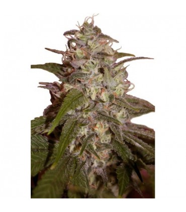 Orange Light 5 u. fem. Seedmakers